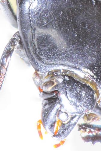 Margarinotus ignobilis